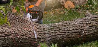 Best Tree Health Inspection  in Berrien Springs, MI